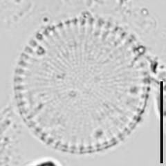 Stephanodiscus