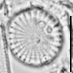 Stephanodiscus minutulus