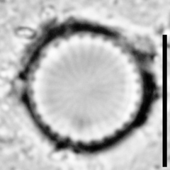 Stephanodiscus minutulus