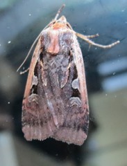 Parabagrotis exsertistigma