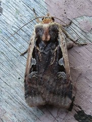 Parabagrotis exsertistigma