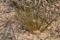 Bulbostylis capillaris