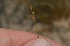 Bulbostylis capillaris