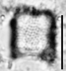 Aulacoseira ambigua