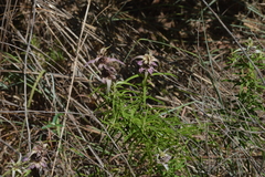 Monarda viridissima