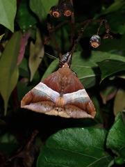 Bastilla crameri