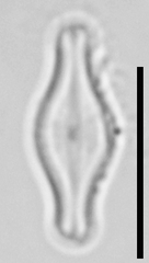 Sellaphora pulchra