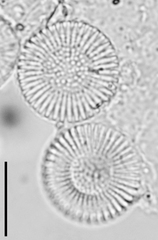 Cyclostephanos dubius