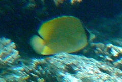 Chaetodon citrinellus