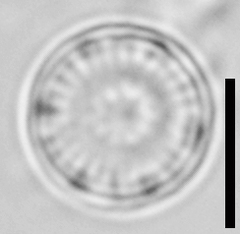 Discostella pseudostelligera
