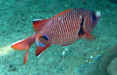 Labroides pectoralis