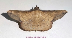 Cryptochrostis duquefi