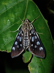 Pygospila bivittalis