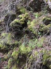 Adiantum jordanii image