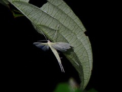 Pterophorini
