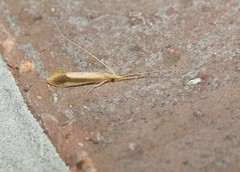 Triaenodes marginatus