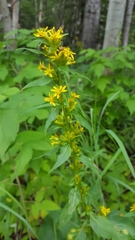 Solidago macrophylla