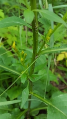Solidago macrophylla