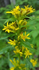 Solidago macrophylla