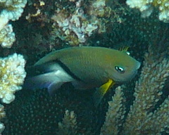 Plectroglyphidodon dickii
