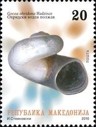 Gocea ohridana
