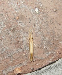 Triaenodes marginatus