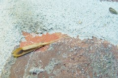 Triaenodes marginatus