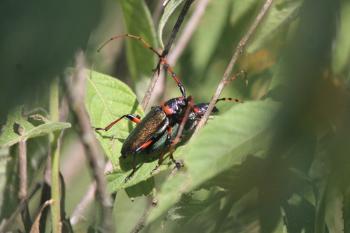 Stenaspis verticalis verticalis