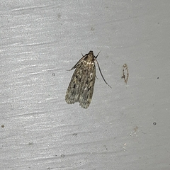 Martyringa latipennis