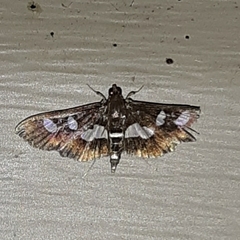 Desmia subdivisalis