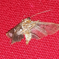 Desmia subdivisalis