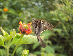 Chioides