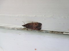 Eudonia asterisca