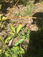 Potentilla thurberi