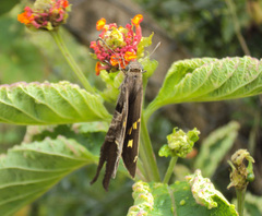 Chioides