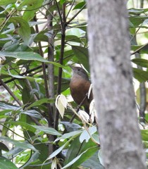 Colluricincla rufogaster rufogaster