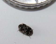 Trogoderma sternale aspericolle