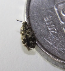 Trogoderma sternale aspericolle