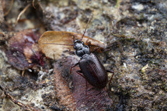 Nebria intermedia