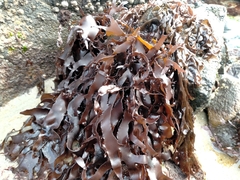 Pachymenia dichotoma