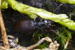 Nebria intermedia