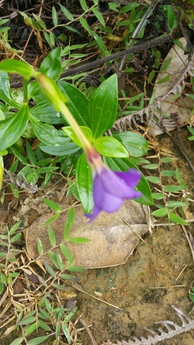 Tachiadenus carinatus