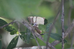 Eulepidotis julianata