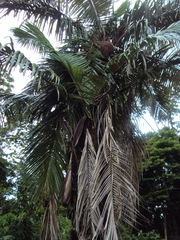 Attalea phalerata