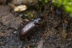 Nebria intermedia