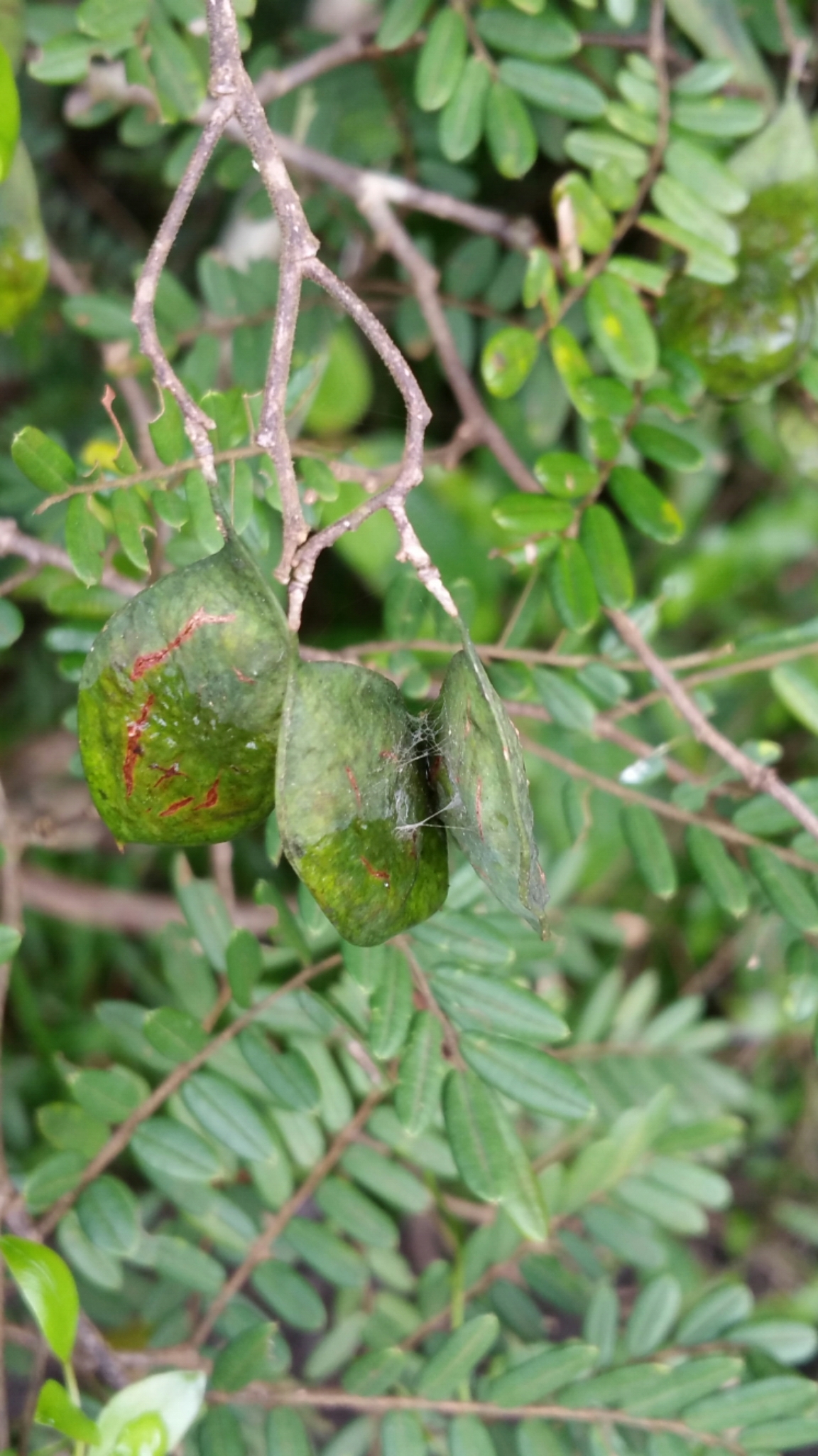 Dalbergia baronii