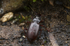 Nebria intermedia