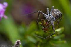 Rhysodromus alascensis