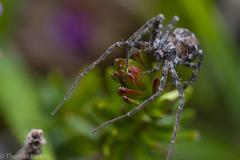 Rhysodromus alascensis