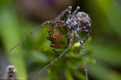 Rhysodromus alascensis